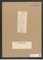Cymbella bengalensis Grun. (de-Toni-Nr.: Genus 33, Species 1403) Zeichnungen Sammlung Grunow Nr. 2677 (NHMW-BOT-W0369928)